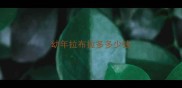 幼年拉布拉多多少钱