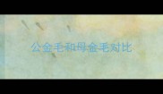 公金毛和母金毛对比