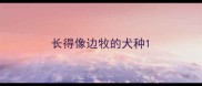 长得像边牧的犬种