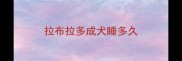 拉布拉多成犬睡多久