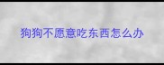 狗狗不愿意吃东西怎么办