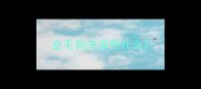 金毛狗洗澡用什么