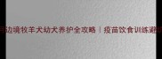 2个月边境牧羊犬幼犬养护全攻略疫苗饮食训练避坑指南