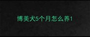 博美犬5个月怎么养