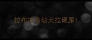 拉布拉多幼犬拉硬屎