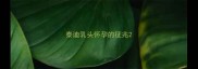 泰迪乳头怀孕的征兆