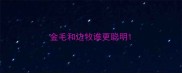 金毛和边牧谁更聪明