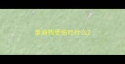 泰迪狗受伤吃什么