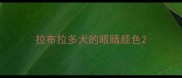 拉布拉多犬的眼睛颜色