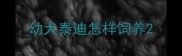 幼犬泰迪怎样饲养