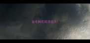 金毛胸毛能漲多久