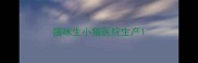 猫咪生小猫医院生产