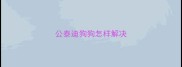 公泰迪狗狗怎样解决