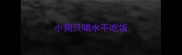 小狗只喝水不吃饭