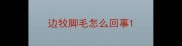 边牧脚毛怎么回事
