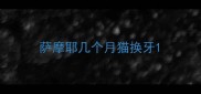 萨摩耶几个月猫换牙