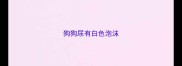 狗狗尿有白色泡沫