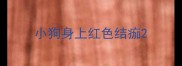 小狗身上红色结痂