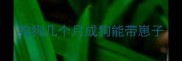 狗狗几个月成狗能带崽子