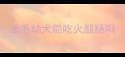 金毛幼犬能吃火腿肠吗