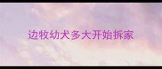 边牧幼犬多大开始拆家