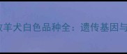 陨石边境牧羊犬白色品种全遗传基因与饲养指南
