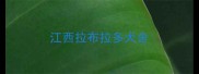 江西拉布拉多犬舍