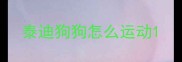 泰迪狗狗怎么运动