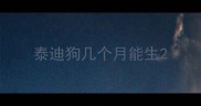 泰迪狗几个月能生