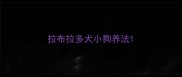 拉布拉多犬小狗养法