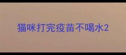 猫咪打完疫苗不喝水