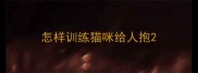 怎样训练猫咪给人抱