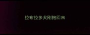 拉布拉多犬刚抱回来