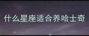 什么星座适合养哈士奇