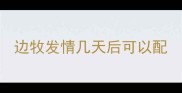 边牧发情几天后可以配