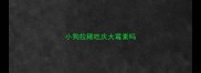 小狗拉稀吃庆大霉素吗