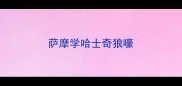 萨摩学哈士奇狼嚎