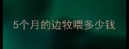 5个月的边牧喂多少钱