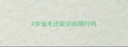 2岁金毛还能训练随行吗