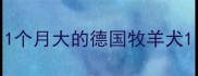 1个月大的德国牧羊犬