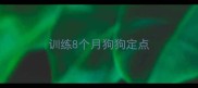 训练8个月狗狗定点