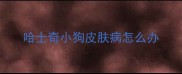 哈士奇小狗皮肤病怎么办