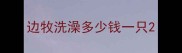 边牧洗澡多少钱一只