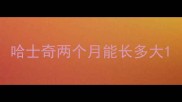 哈士奇两个月能长多大