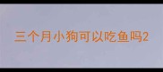 三个月小狗可以吃鱼吗
