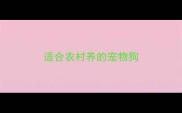 适合农村养的宠物狗