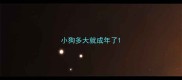小狗多大就成年了