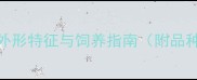 全网最全哈士奇外形特征与饲养指南附品种对比与养护技巧