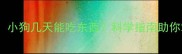 幼犬喂养时间表小狗几天能吃东西科学指南助你掌握黄金喂养期