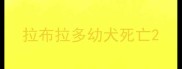 拉布拉多幼犬死亡